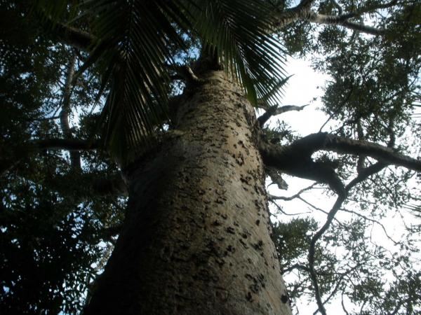 Kauri in Goldies Bush Reserve - this big guy is just 2 minutes walk from Constable Rd carpark