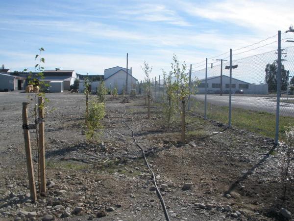 New trees along the eastern boundary, should look good for our Centenary in Feb 2024