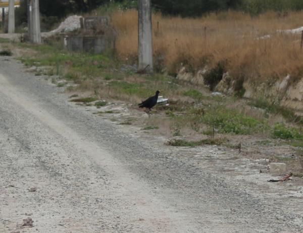 Pukeko - Part of the back of the factory wildlife