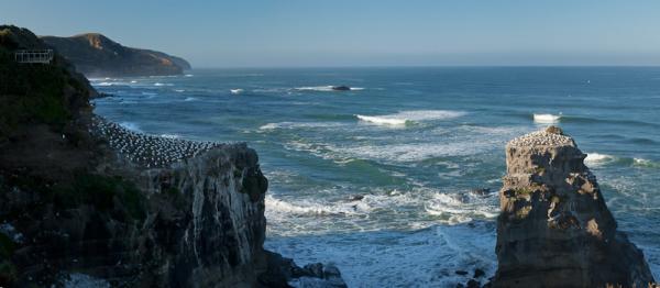 Gannet Colony, looking south to Piha, again thanks to John Doogan